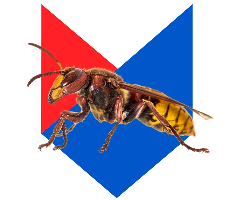 Шершень Шершень